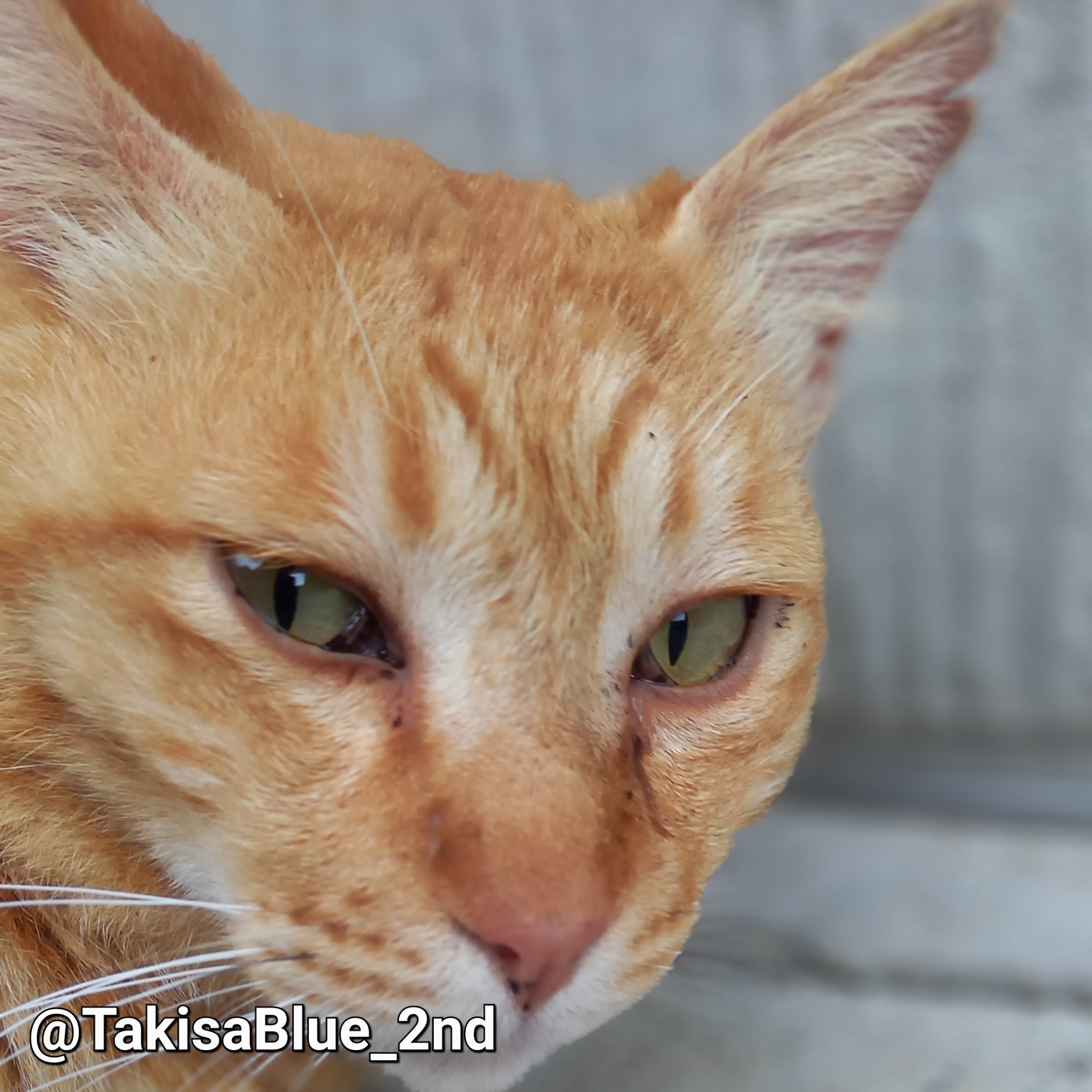 猫 楽天市場】猫家族 突っ張り強化設計 倒れない キャットタワー