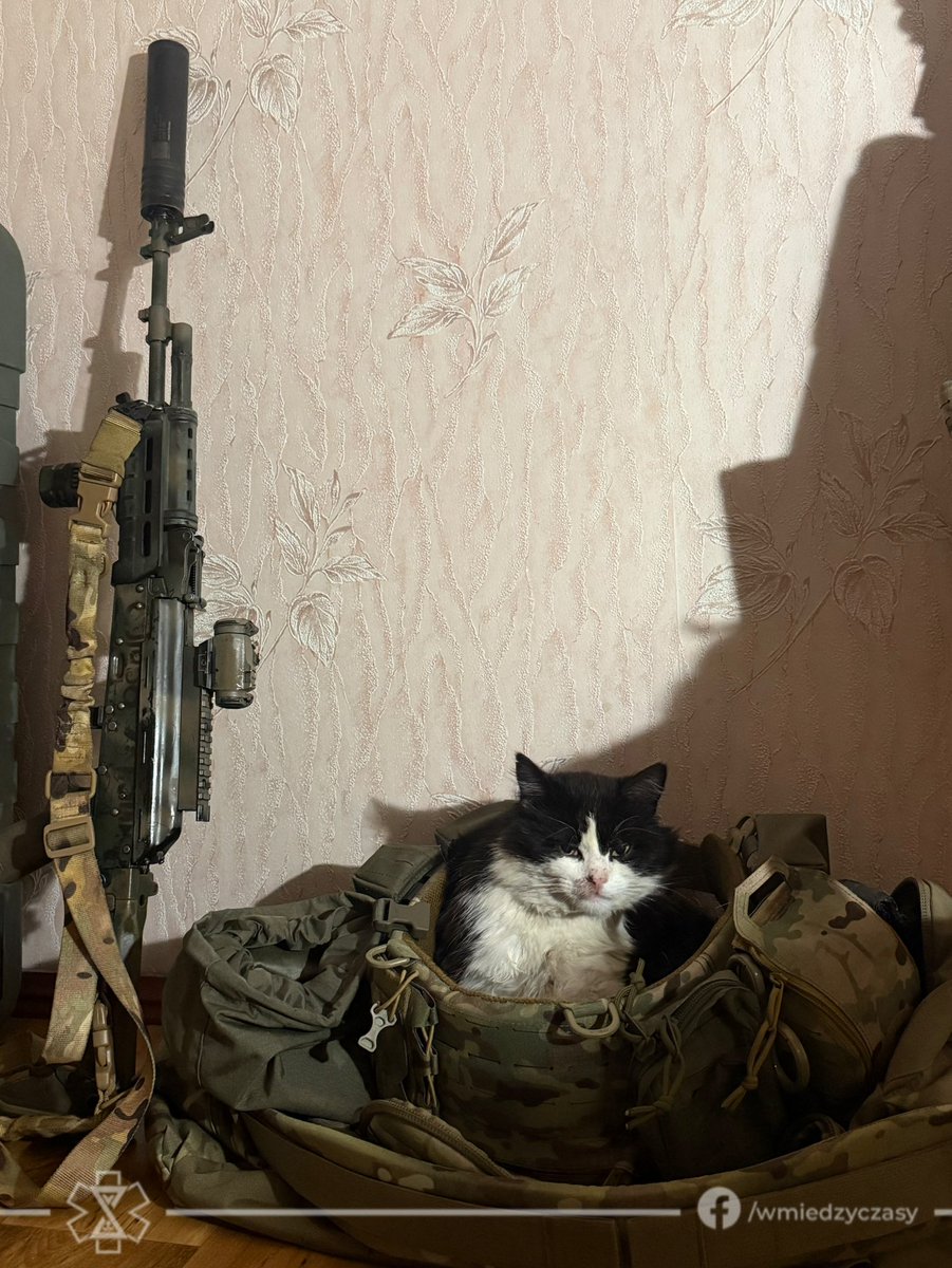 DamianDuda17's tweet image. Pytaliście o Feliksa jakiś czas temu. Nic się nie zmieniło, dalej na posterunku w naszym garnizonie. Myślę, że Geralt mógłby pozazdrościć mu ilości blizn. Nabył je walcząc swoimi dwoma łapami: jedna na psy, druga na koty pożądliwie spoglądające na jego miskę. Pochwalcie się…