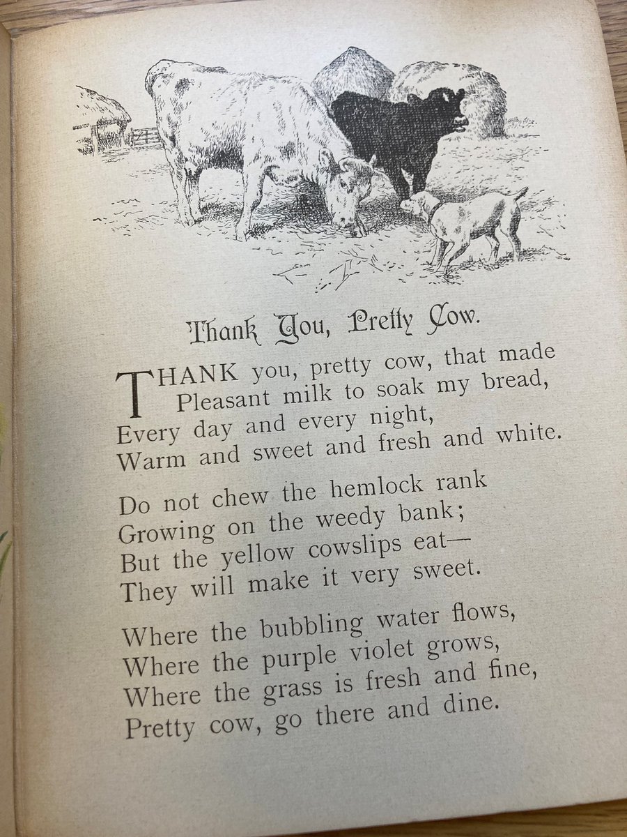 theULSpecColl's tweet image. Thanks to @OrkneyLibrary we are aware that today is #CowAppreciationDay! Our collection includes this glorious early twentieth-century book of children's poetry (marketed as 'untearable'), entitled simply 'MOO COWS'. @theUL 1907.11.60. 🐮