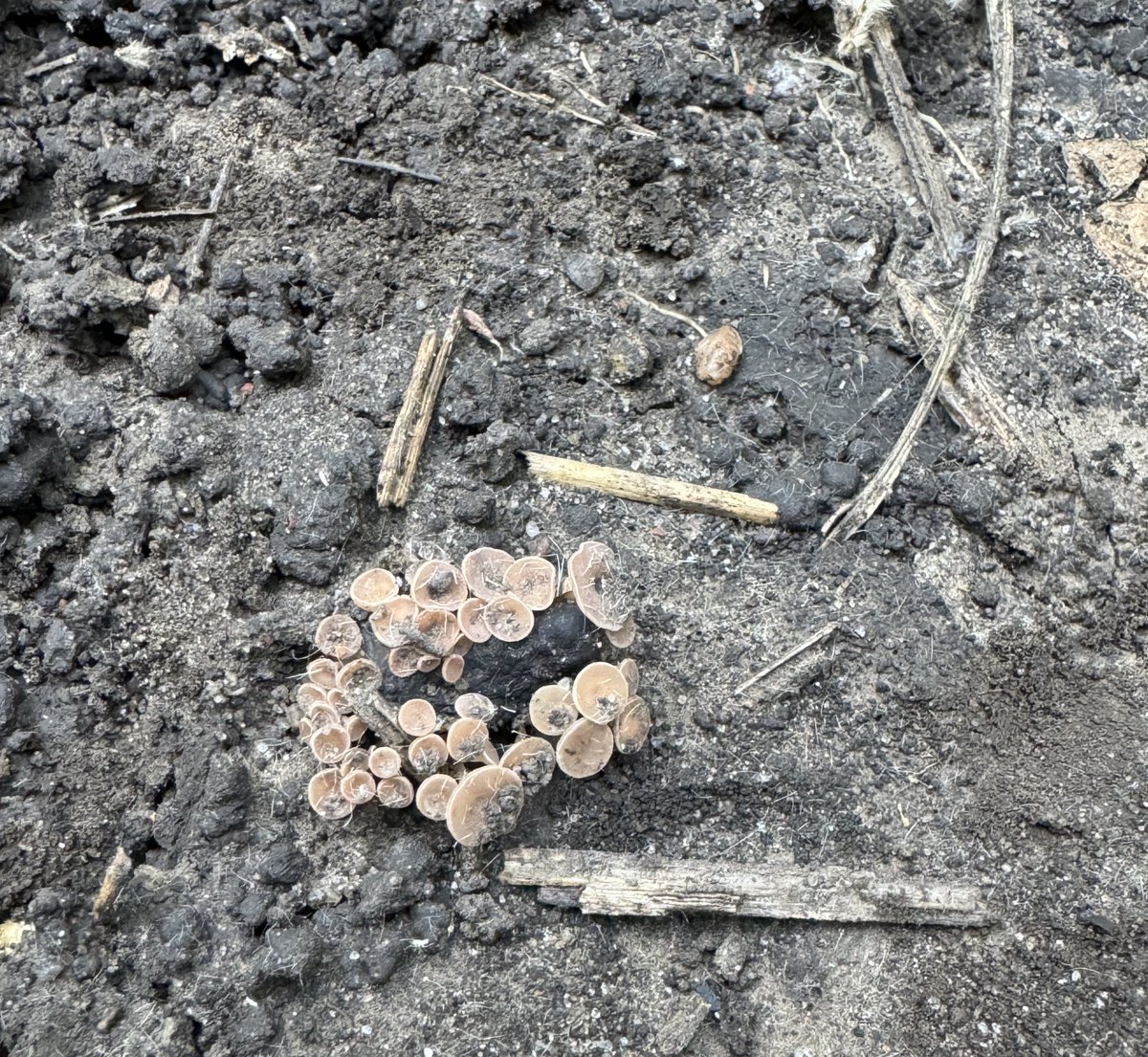 BisonBeanDoc's tweet image. Lots of soybeans starting to flower across North Dakota. With cool temps and more rain in the forecast, risk for white mold is expected to continue climbing. Remember that canopy closure is incredibly important for the white mold apothecia to form.