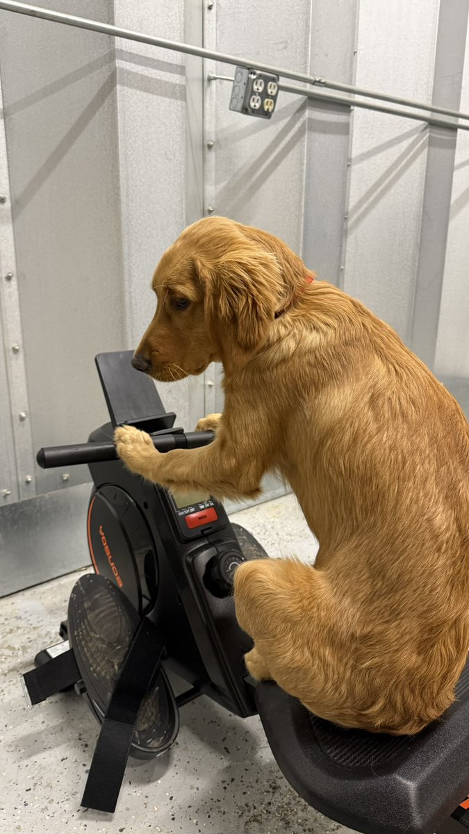 TheOSUBuckeye09's tweet image. I’ve been bamboozled!! Hooman said “let’s go rowing” and I thought we were spending the day on the lake! #goldenretriever #rowing #goldenpup