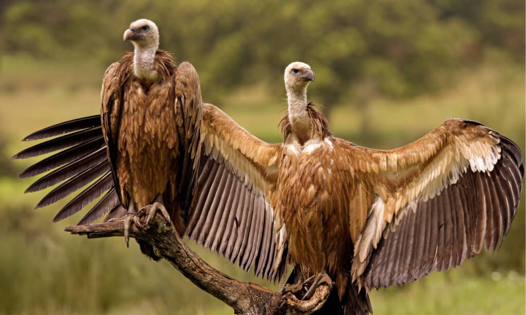 The  Griffon vulture is the highest-flying bird, reaching altitudes of 37,000 feet. This was recorded when one struck an airplane at that height over Côte d'Ivoire. They have a specialized blood protein that allows them to efficiently extract oxygen from the thin air miles high.