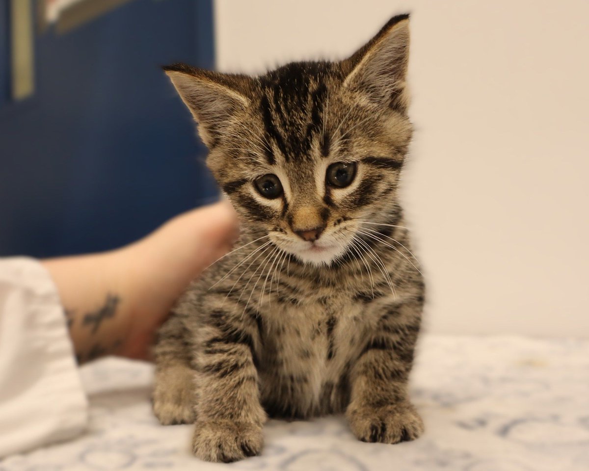 LiveWireCalgary's tweet image. Fewer lost pets are being reclaimed by Calgary owners, according to several groups, with one of the main culprits behind it being affordability. #yyc #calgary
buff.ly/IfRihH3