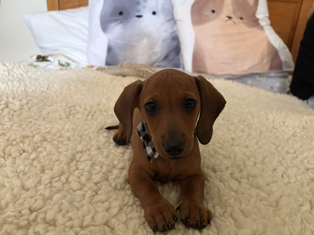 Swiftjar's tweet image. Keen to see if there will be a direct!
Here’s my other little puppy for y’all to meet as well! 🐶