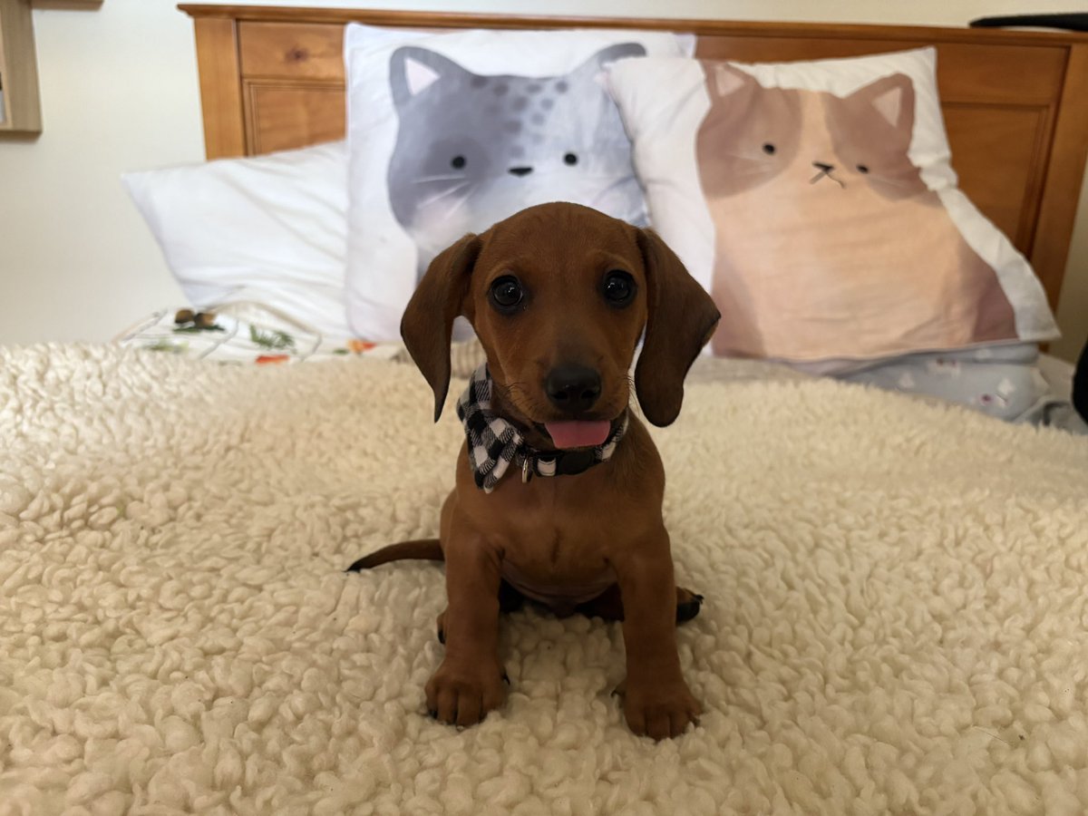 Swiftjar's tweet image. Keen to see if there will be a direct!
Here’s my other little puppy for y’all to meet as well! 🐶