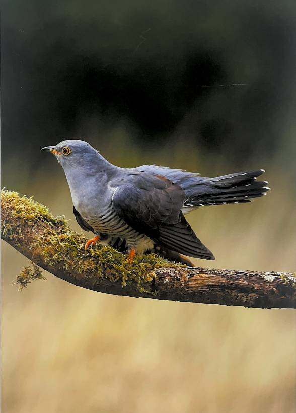 corkcolibrary's tweet image. Drop into #FermoyLibrary during July and take some time to view Jim Heffernan’s beautiful exhibition, “Local Wildlife through the Lens”.

A captivating photo exhibition of nature’s untamed beauty on display at Fermoy Library throughout July.
#LibrariesIreland #WhatLibrariesDo…