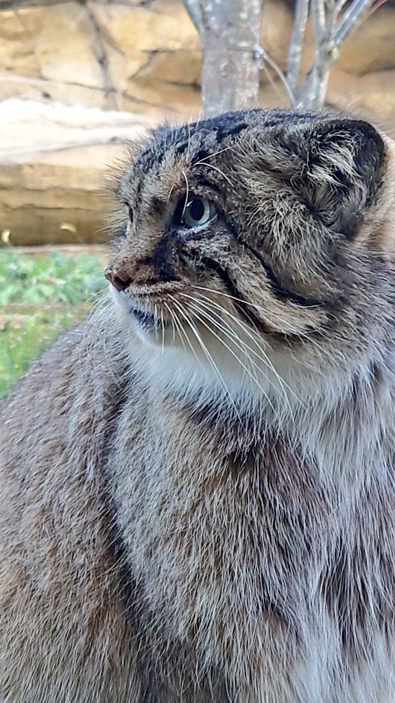 ボル君
まだまだ早いよ〰😰

七夕様に
ご長寿
お願いした
ばかりだったのに…🎋

今まで沢山ありがとう❤