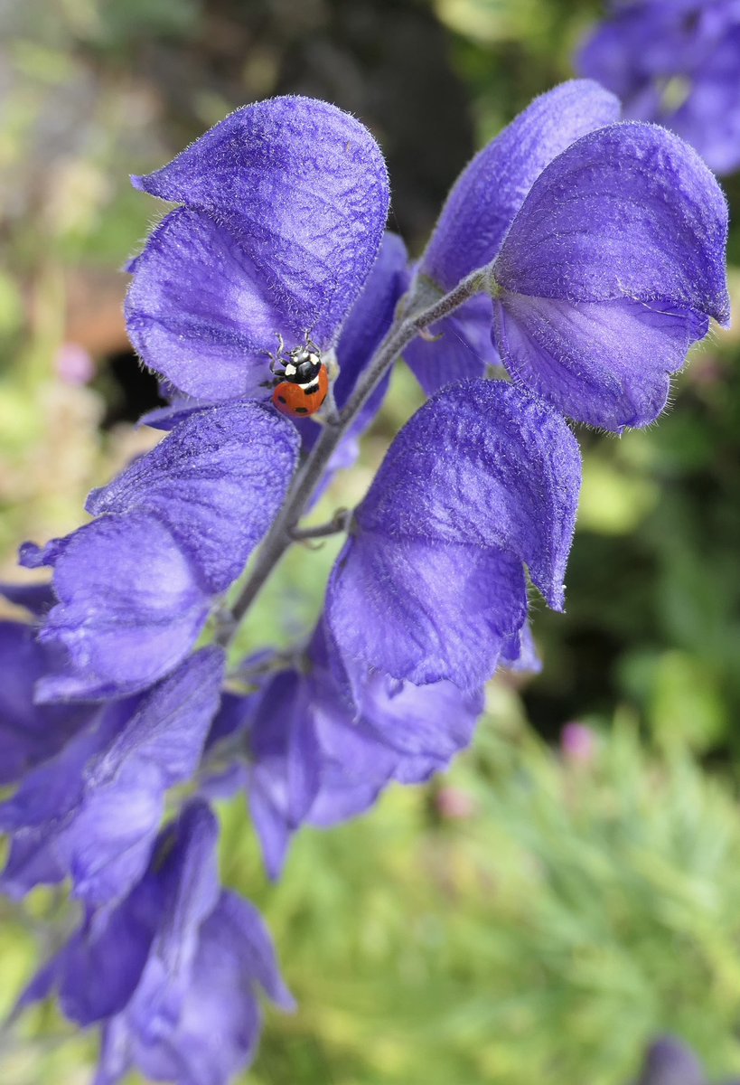 bumblebuddeez's tweet image. Happy #TuesdayBlue with a little ladybird on Monkshood 💙🐞💙