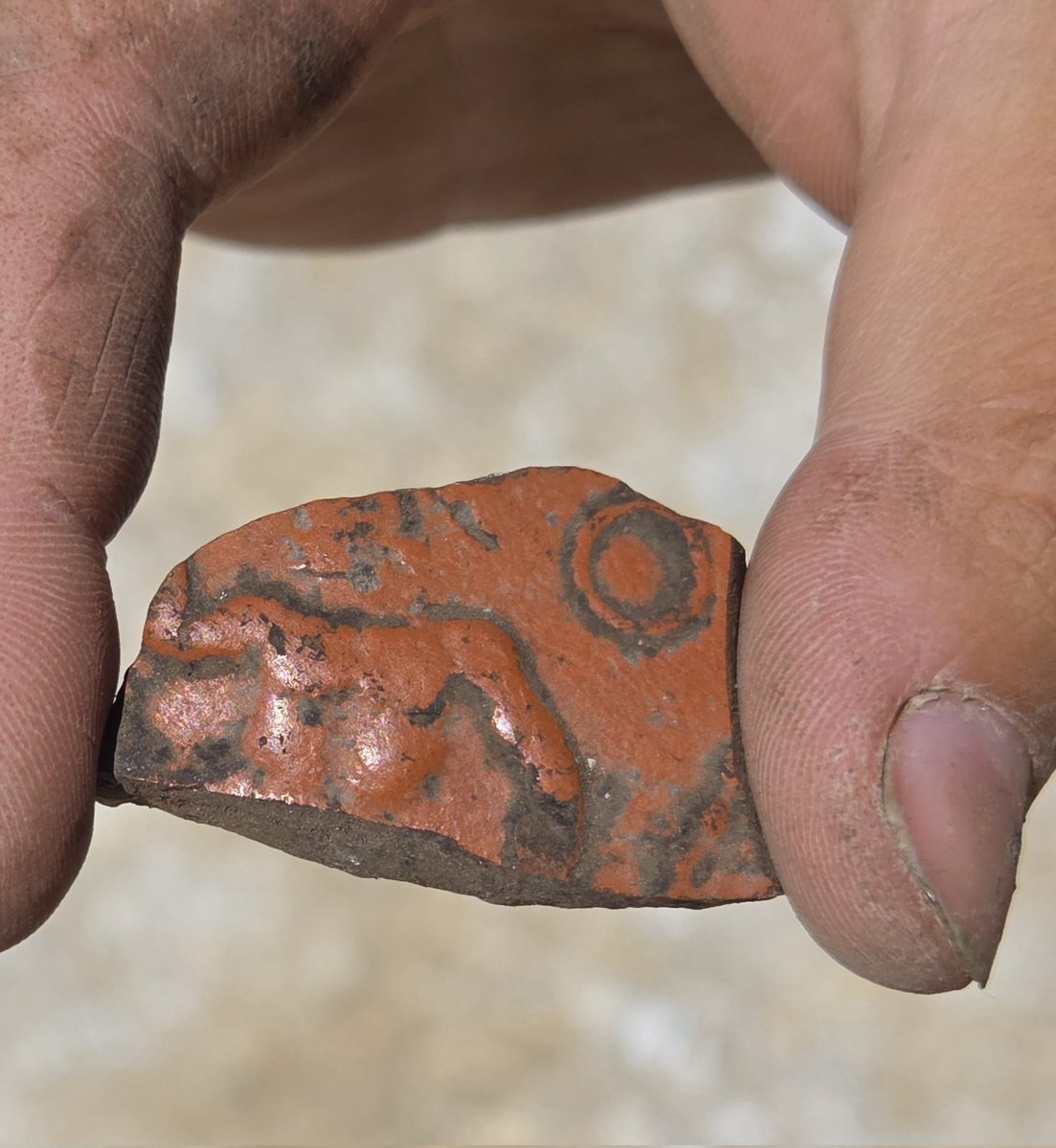 Durotrigesdig's tweet image. Ruby and Amy have found this sherd of #Roman Samian Ware (terra sigillata) wine cup in a feature at #Durotriges25
The naked *dad bod* torso suggests it could be a depiction of Bacchus (or possibly Hercules?)