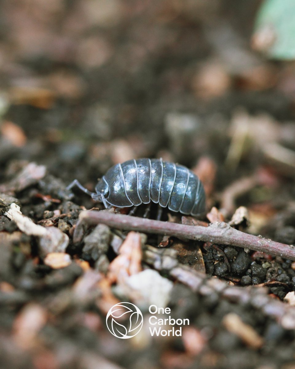 🌍 Soil Biodiversity: Key to Regenerative Agriculture 🌱 Healthy soils are teeming with life, from earthworms to microbes, all of which play a vital role in soil fertility, carbon sequestration, and water retention.
