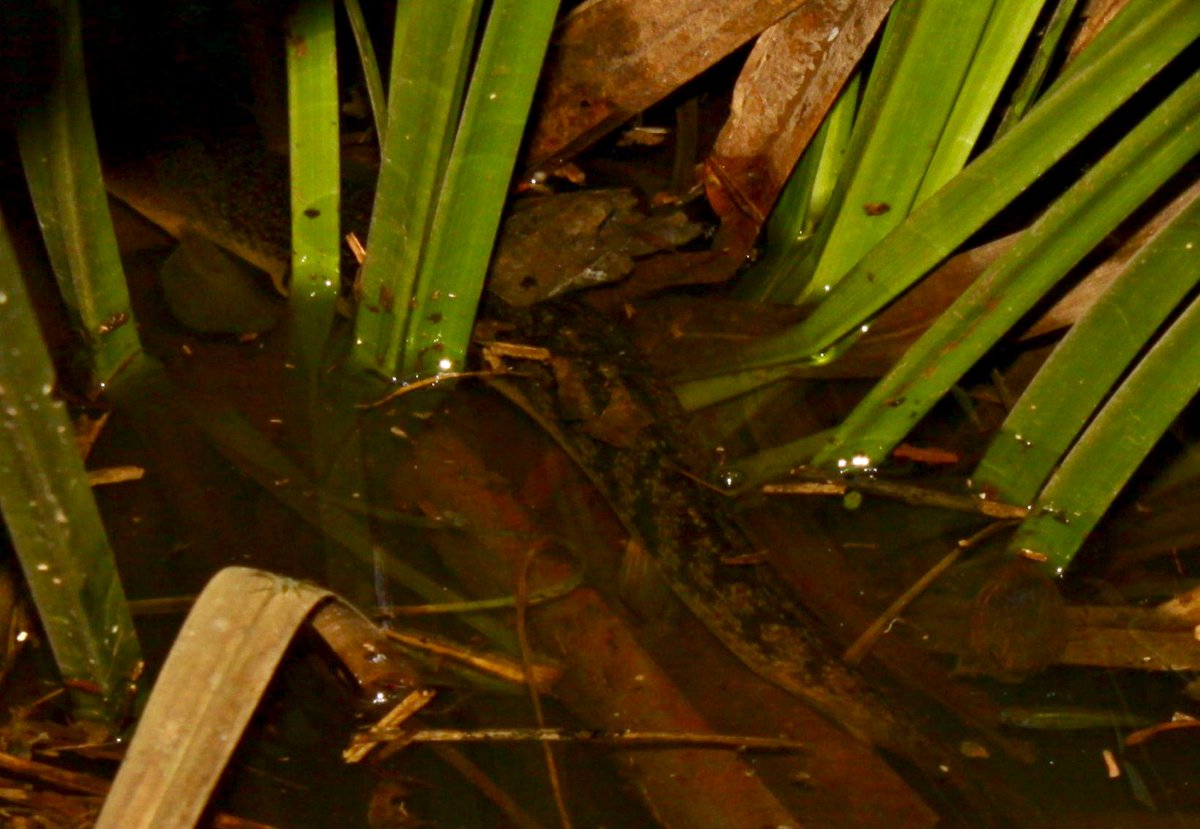 zi5928's tweet image. just want to share a specimen of polypterus palmas / shortfin that was seen in the waters of its original habitat. looks like on the surface of the water. amazing 
#polypterus #ポリプテルス