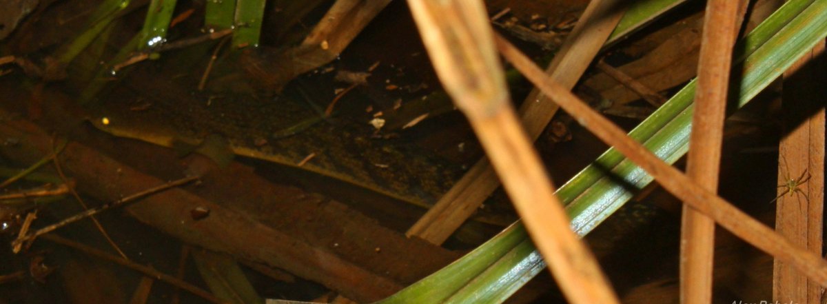 zi5928's tweet image. just want to share a specimen of polypterus palmas / shortfin that was seen in the waters of its original habitat. looks like on the surface of the water. amazing 
#polypterus #ポリプテルス