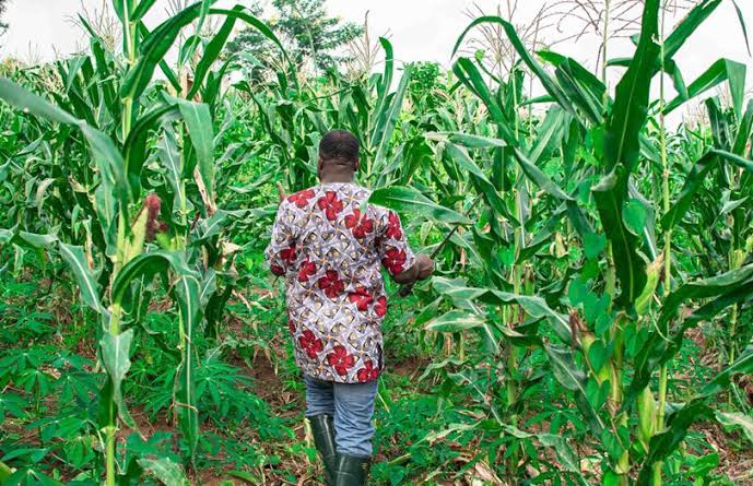 soft_sonder's tweet photo. The fields of western Kenya are no longer silent. They hum with tractors, workers, and hope. For the first time in years, sugarcane is not just growing—it’s transforming lives.#KenyaIsFoodSecure
Ruto Delivers https://t.co/wXl3UV0xNg