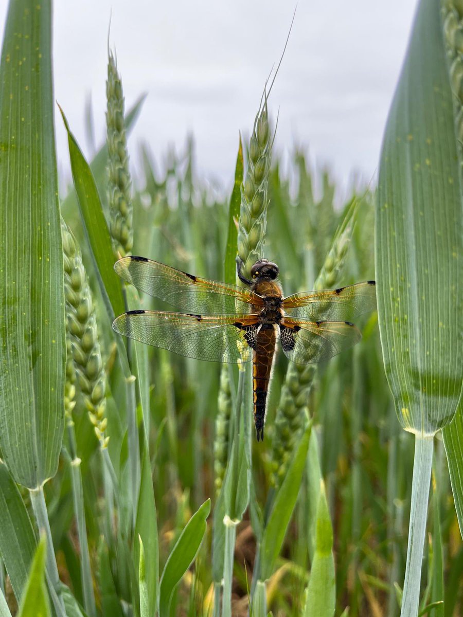 SWT Farm Wildlife Advice (@swtwildfarms) on Twitter photo We’ve recently come to the end of our busy pond survey season . Here’s a four spotted chaser snapped by Helen.
Farmland ponds are vital resources in the landscape - often the best source of clean water 💦
<a href="/NENorfolkSufflk/">Natural England Norfolk and Suffolk</a> #districtlevellicensing We’ve recently come to the end of our busy pond survey season . Here’s a four spotted chaser snapped by Helen.
Farmland ponds are vital resources in the landscape - often the best source of clean water 💦
<a href="/NENorfolkSufflk/">Natural England Norfolk and Suffolk</a> #districtlevellicensing