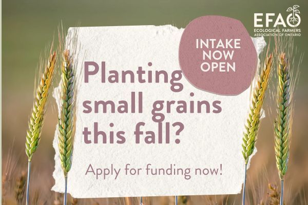 GrainFarmers's tweet image. Are you expanding your acres of winter wheat? Trying out winter barley for the first time? EFAO's Small Grains Program is accepting applications until 10 am on July 15th. This intake is for farmers planting winter small grains in fall 2025 for harvest in summer 2026.
Learn more…