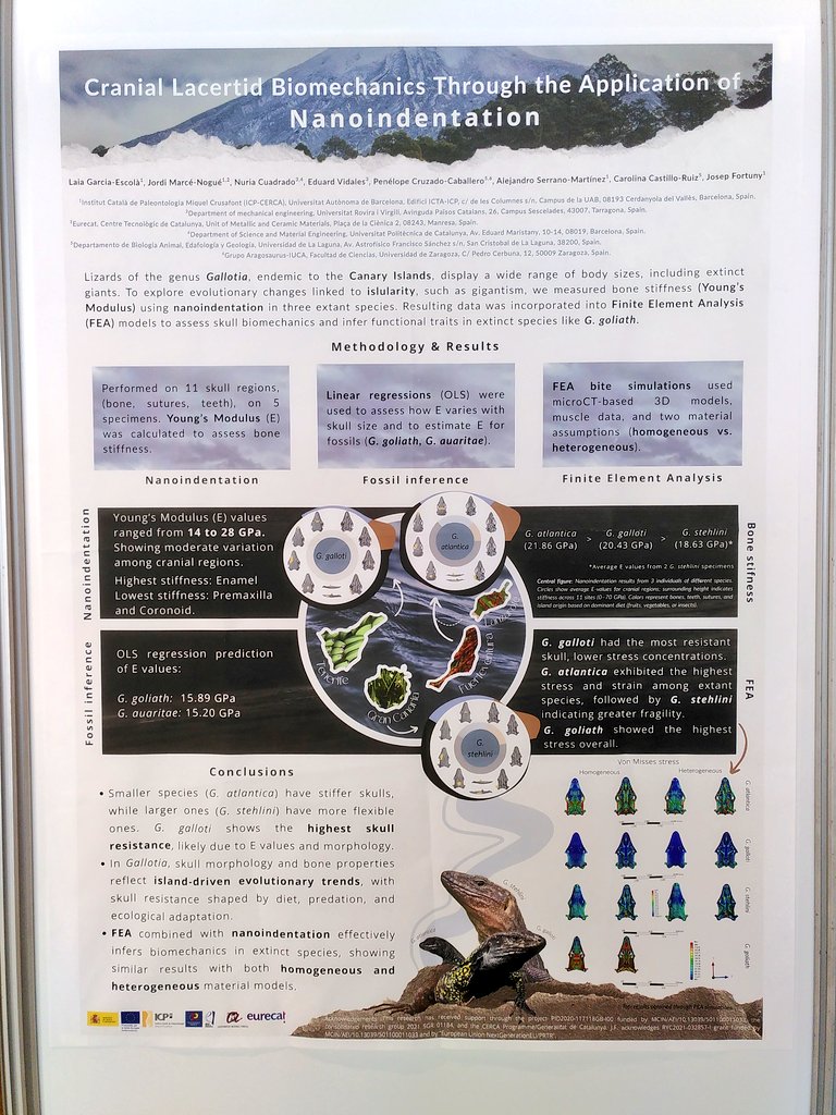 We have a poster in #sebconference <a href="/SEBiology/">SEB @sebiology.bsky.social</a> about nanoindentations in Gallotia skulls. Come and visit us!