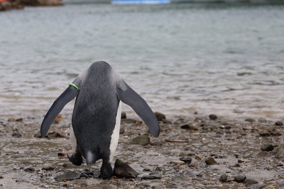 _98pen's tweet image. 下田の海とテンテンさん

#下田海中水族館 
#オウサマペンギン
