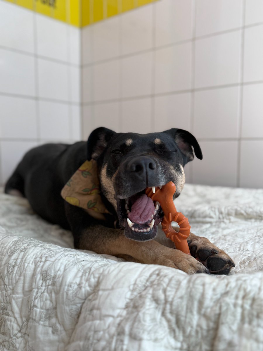 DogsTrust_IE's tweet image. We think Medusa LOVES her new toy - would you agree?🐾🤔
#sundaythoughts #rescuedog
dogstrust.ie/rehoming/dogs/…