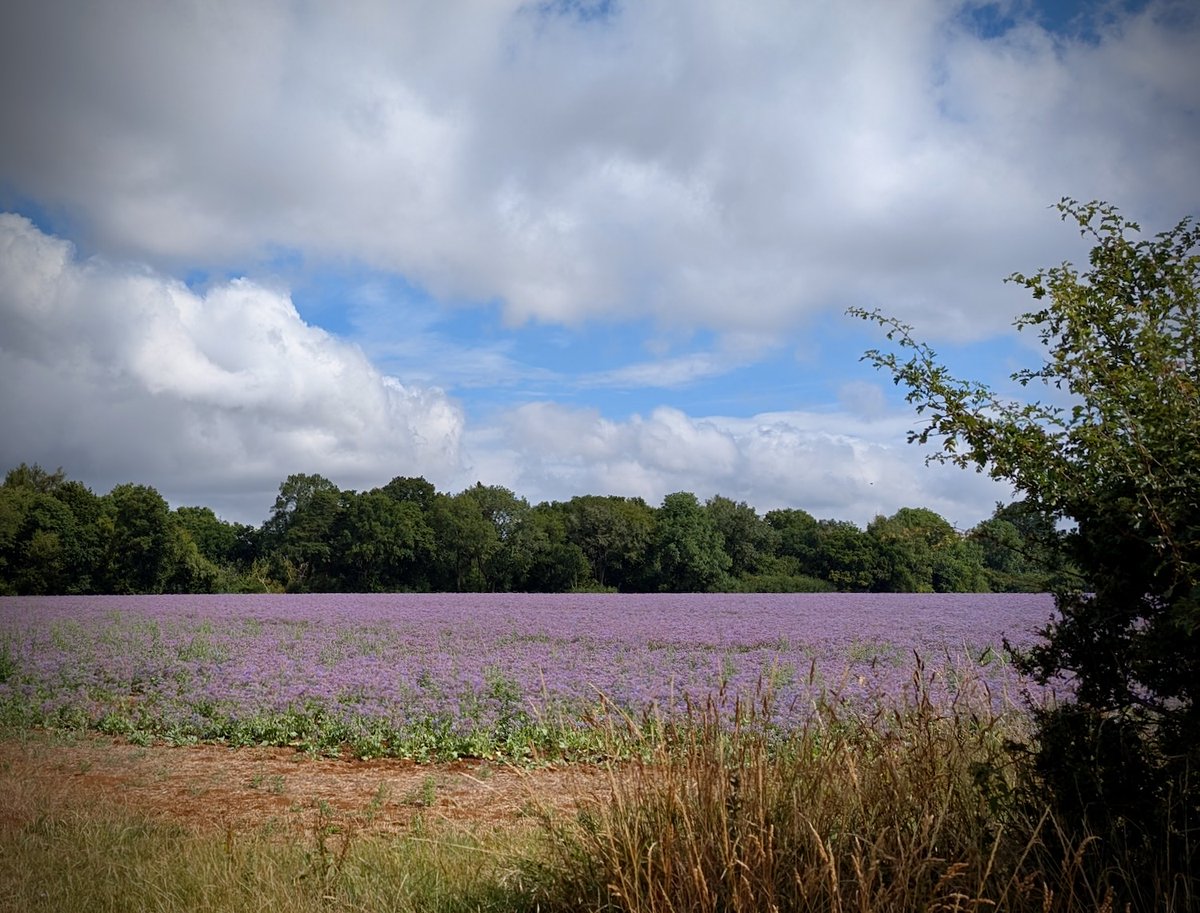 RedLionLongComp's tweet image. Beautiful #borage in the fields around #LongCompton. Why not plan a circular walk from our door and enjoy a cool drink in the #BeerGarden afterwards?