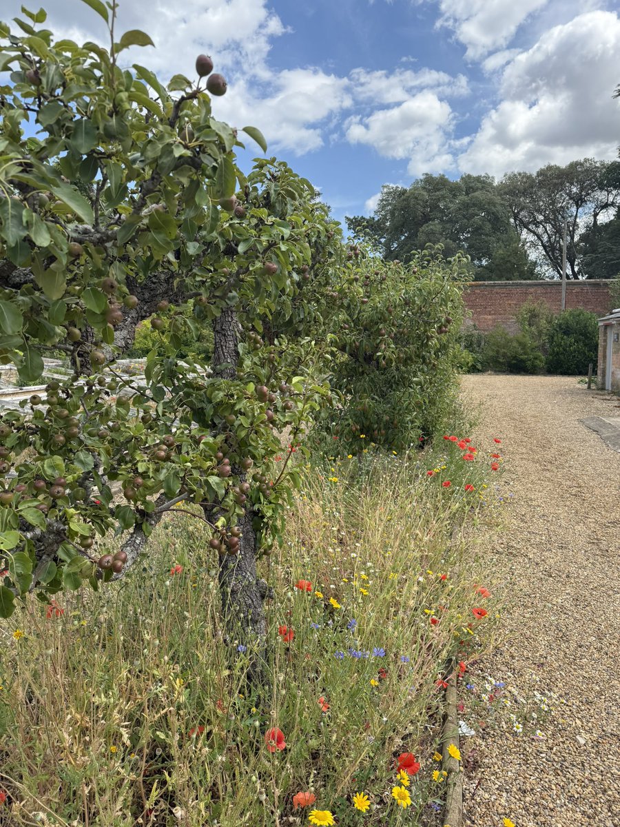 Wild flowers growing beside carefully trained fruit trees. 
Some friends in SPRED need a lot of support to bear fruit and others are happy to bloom wherever they are. All need someone to be with them &amp; rejoice in their beauty. Could that be you? Get in touch to find out more.