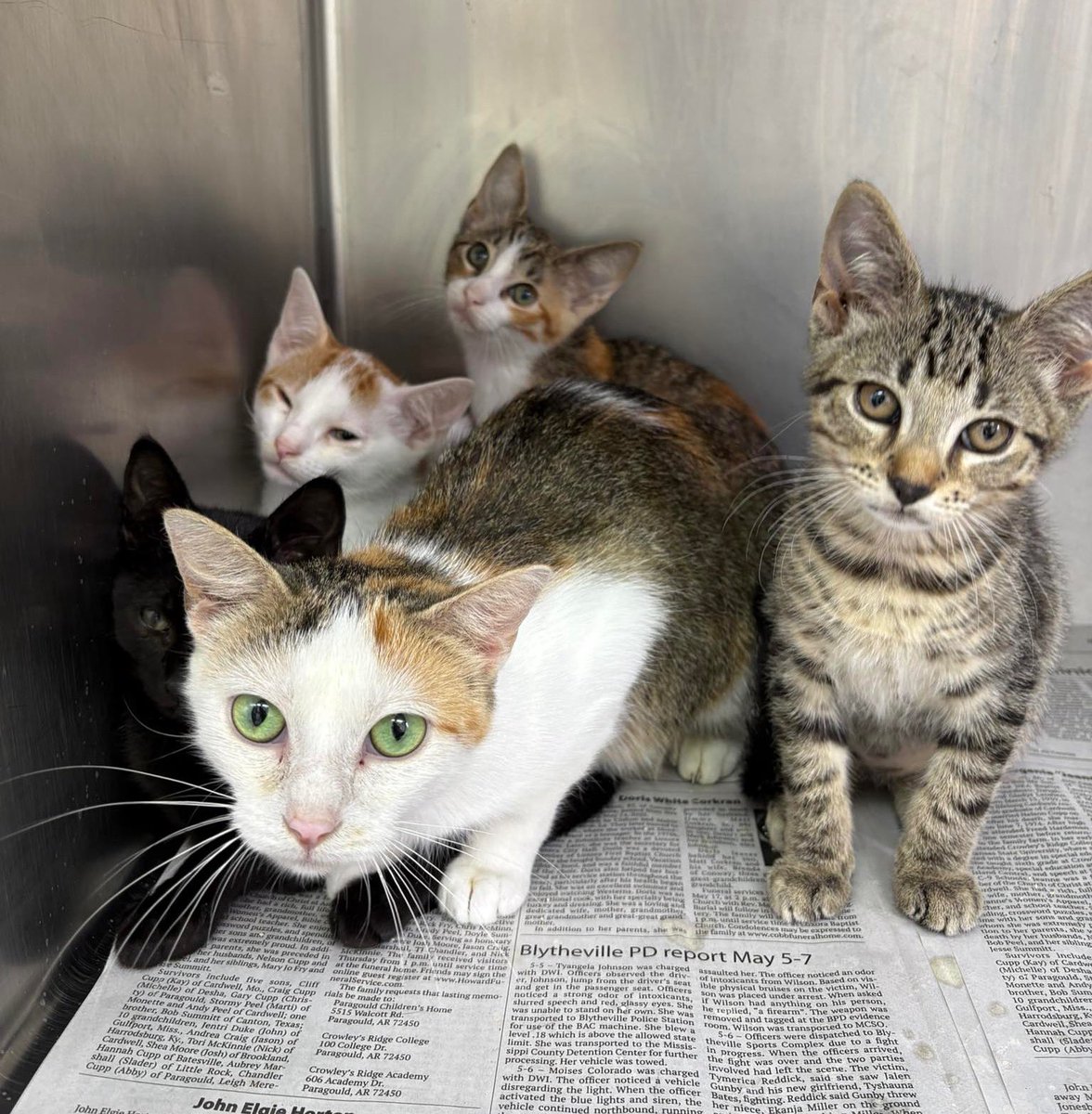 Wright-Way Rescue (@wrightwayrescue) on Twitter photo 🚨 IMMEDIATE FOSTER NEEDED! 🐾
Can you help a sweet mama cat and her five babies for just 2 weeks?
They need a safe, quiet place to land — and your help could mean the world to them.
📞 Call: 618-208-1508
📧 Email: rescue@wright-wayrescue.org
Please share — let’s find them a 🚨 IMMEDIATE FOSTER NEEDED! 🐾
Can you help a sweet mama cat and her five babies for just 2 weeks?
They need a safe, quiet place to land — and your help could mean the world to them.
📞 Call: 618-208-1508
📧 Email: rescue@wright-wayrescue.org
Please share — let’s find them a