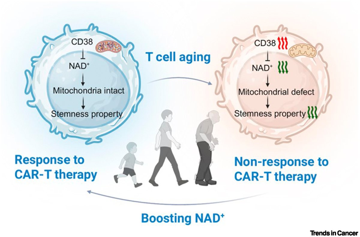 OhioStatePIIO's tweet image. New review in @trendscancer: #NAD⁺ decline with age impairs #CAR_T cells—restoring it may boost #CAR_T response in older patients. Featuring #PIIO's @ruoning_wang 🔋🧬
📖 pubmed.ncbi.nlm.nih.gov/40571557/
#CAR_T #NADplus #CancerResearch #Aging