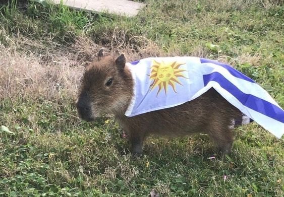 Gerardo Tapie (@geratapie) on Twitter photo 