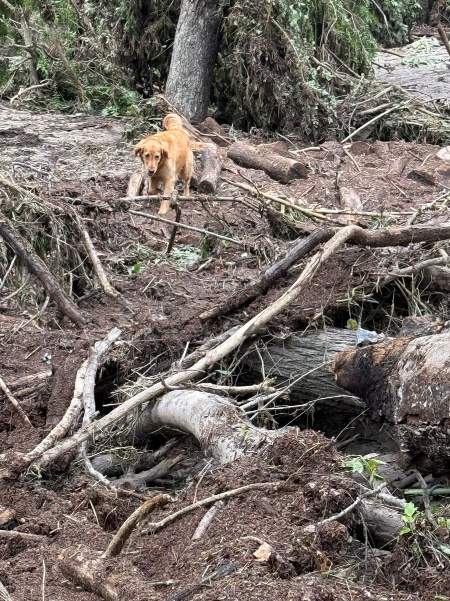 Finn and her handler, CFFD’s own Captain Denise Corliss, are on the ground in the Hill Country supporting search operations after the devastating floods. Their work is quiet, focused, and incredibly important. We’re proud to see one of our own answering the call.
