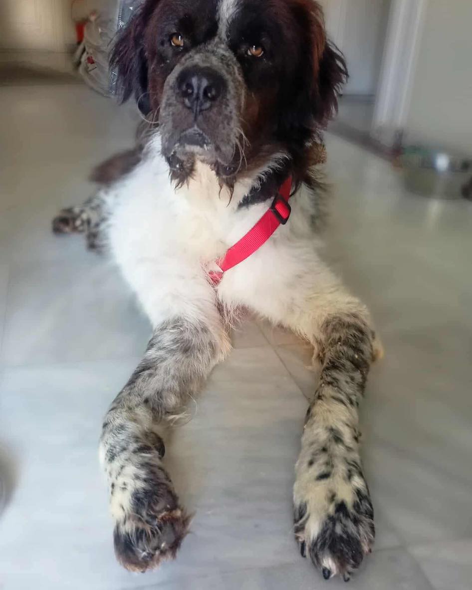 Meet Sifis who is AVAILABLE FOR ADOPTION
When a Newfoundland dog meets a Greek Shepherd dog …a unique dog is born
Sifis combines beauty with kindness, sociability and playfulness!
He loves humans, other dogs and cats!
savingsaintsrescue.co.uk
#Lincolnshire #Yorkshire #Derbyshire