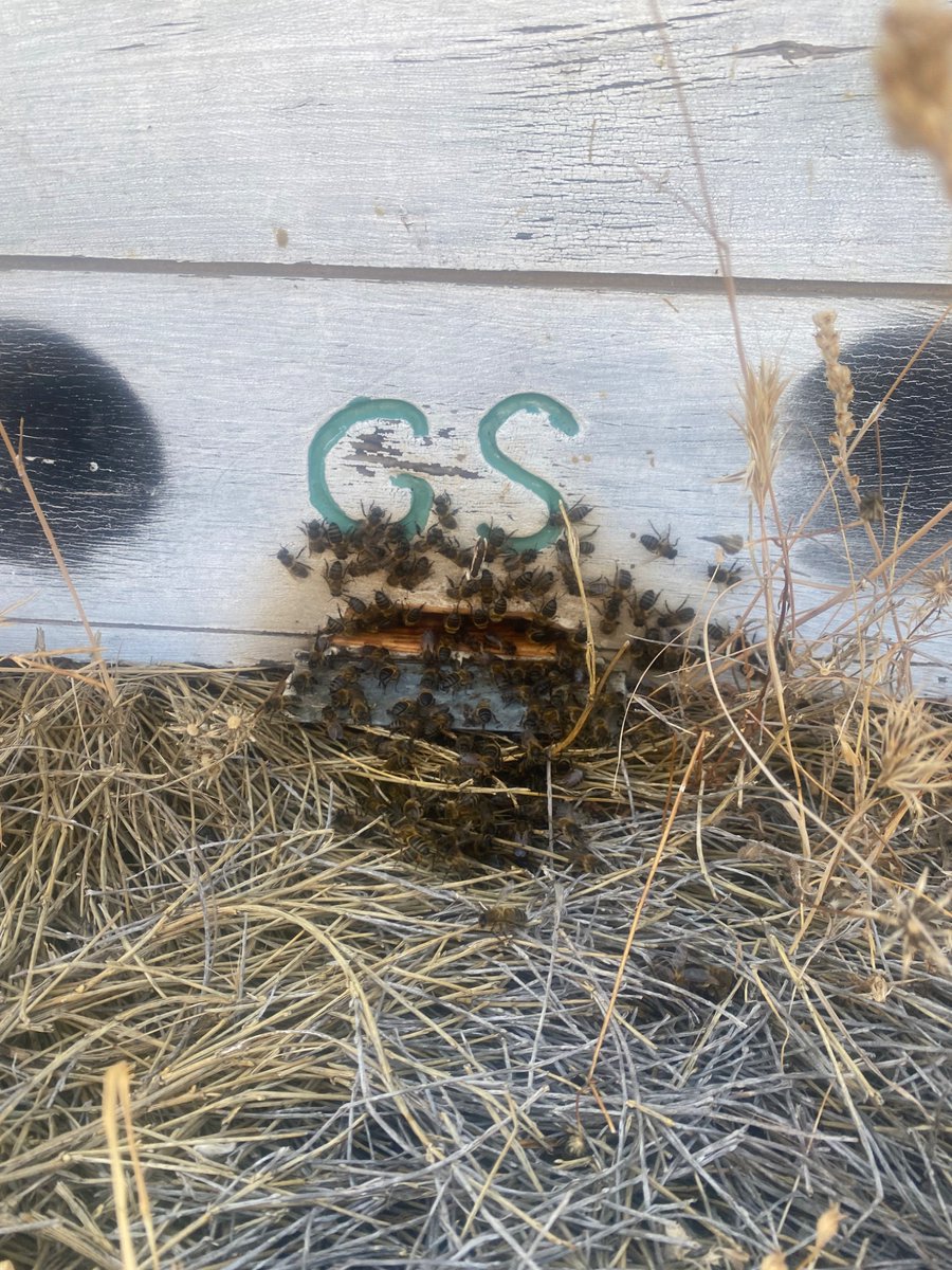 NatureHeritagee's tweet photo. @Neoworldofpanda Here are the bees of #Apiarium1000
Away from the noise.
Far from extreme pollution.
In the middle of the nature of southern Spain.
They don't lack water, although the heat squeezes
It's amazing to see them work here...
#Bees #honey #NFTutility #NFTs #ecoproject #ClimateCrisis https://t.co/VWsuvowb9l