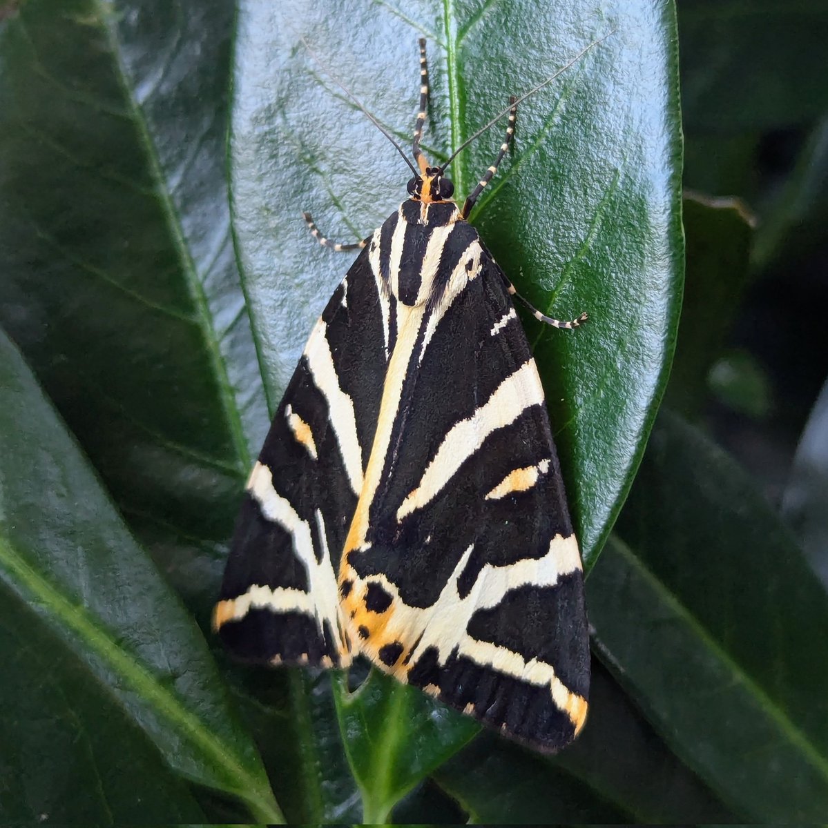 Gorgeous lil Jersey tiger moth outside my flat this evening