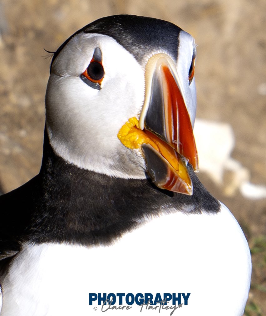 In awe of these beautiful birds. Puffins <a href="/Bempton_Cliffs/">RSPB Bempton Cliffs</a>