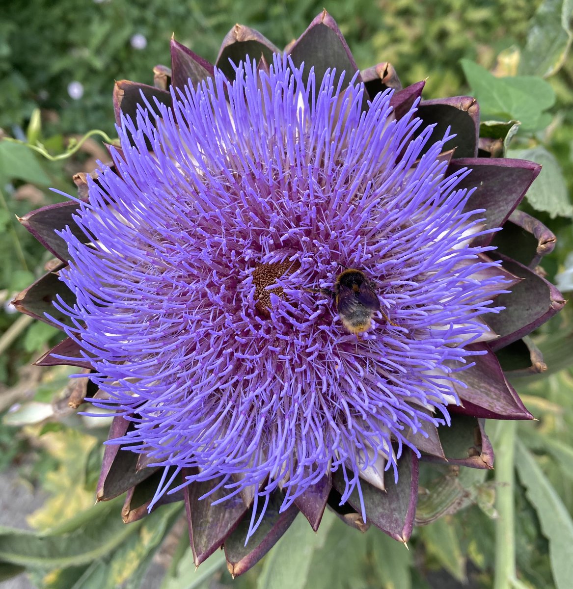 Je recommence à streamer les pages de ma BD 🥹
Venez faire un tour 
twitch.tv/timfischersc