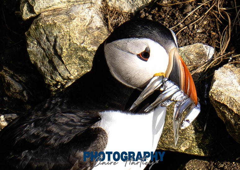 Lunch time for this Puffin