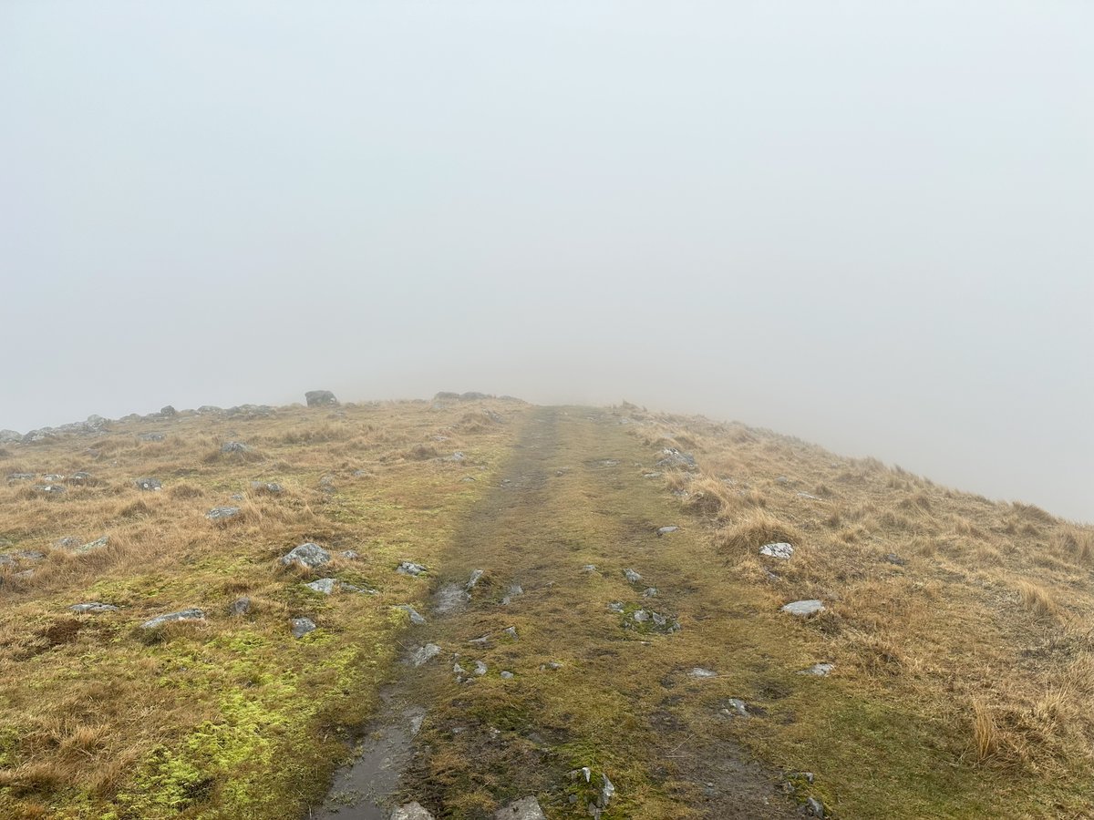 Yesterday's walk.  The wee newborns  are the first I've seen this season.  Poor things have nearly the whole winter to get through and the weather turned nasty within an hour of me taking that photo.
