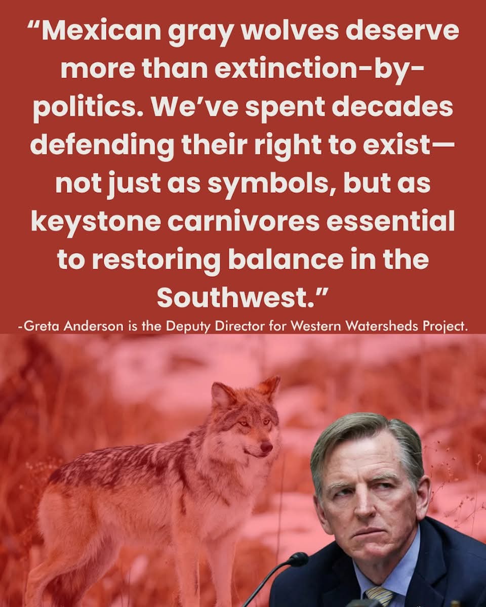 "Gosar doesn’t care about science or biodiversity or ecological integrity. He’s more interested in manufacturing a culture war..."  -Greta Anderson is the Deputy Director for Western Watersheds Project 
Read more: westernwatersheds.substack.com/p/286-wolves-o…
