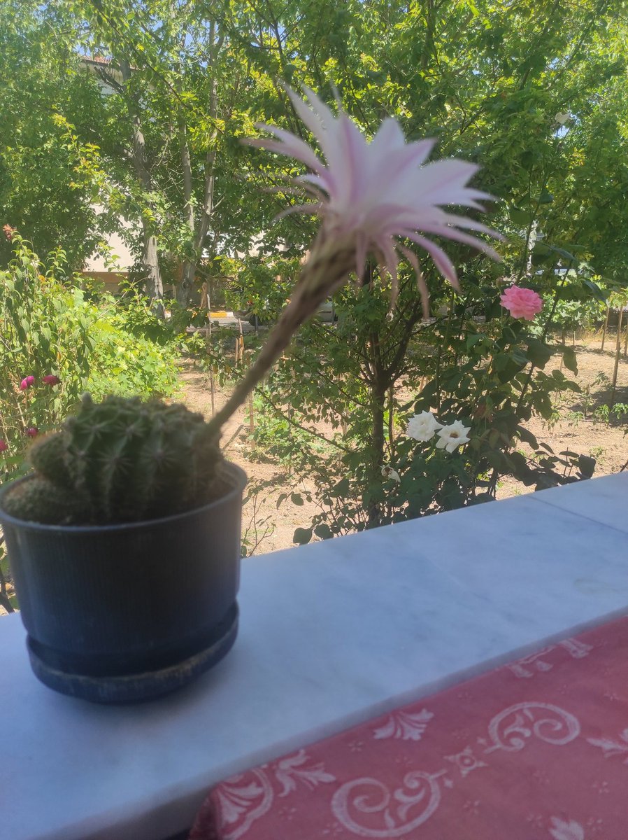 Kim ne yaparsa yapsın banane ya...duzelmicek düzelmiyor hiç bir şey...demle çayını sadece ve sadece izle...🔥