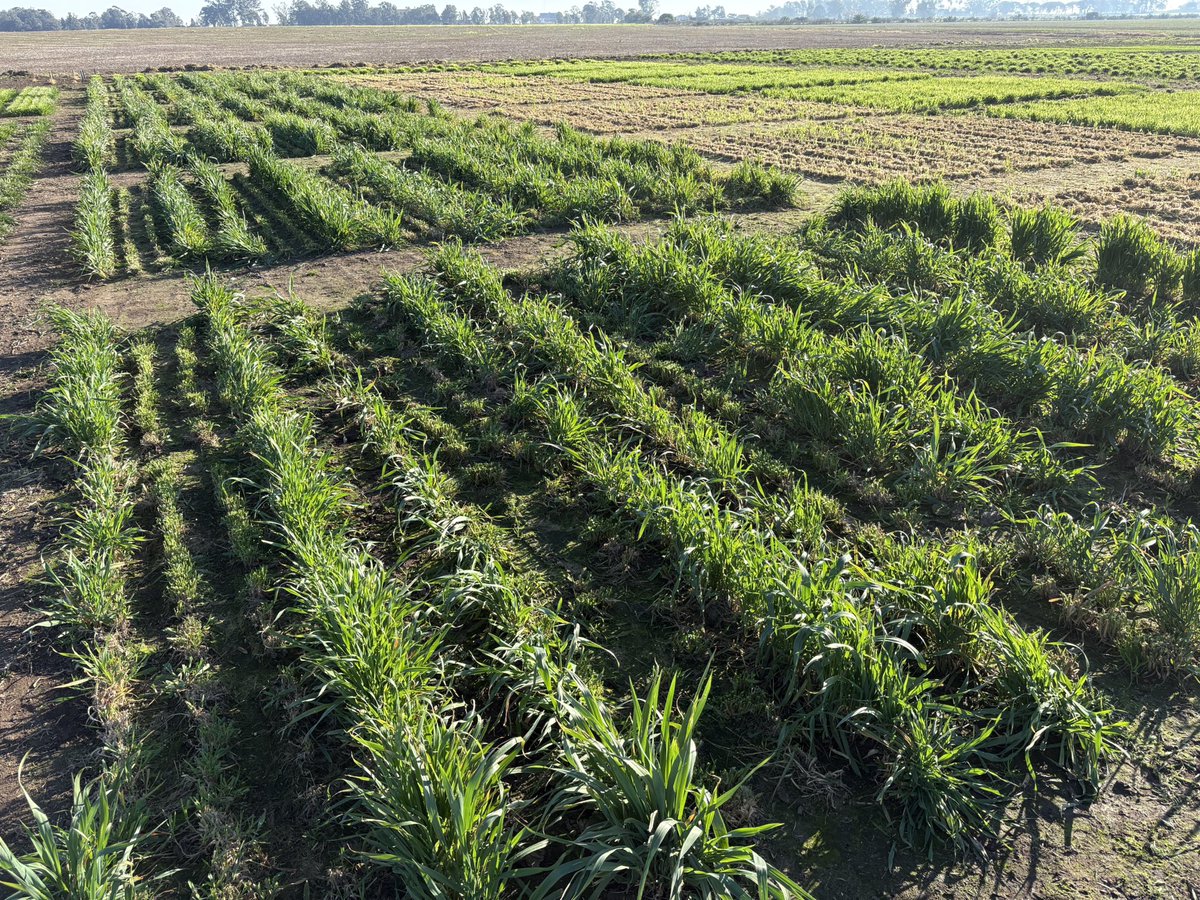 Cuarto corte del ensayo de avenas de pastoreo.

Siembra: 29 de enero
Corte 1: 20 de marzo
Corte 2: 22 de abril
Corte 3: 23 de mayo
Corte 4: 8 de julio

¡Vamos! 💪