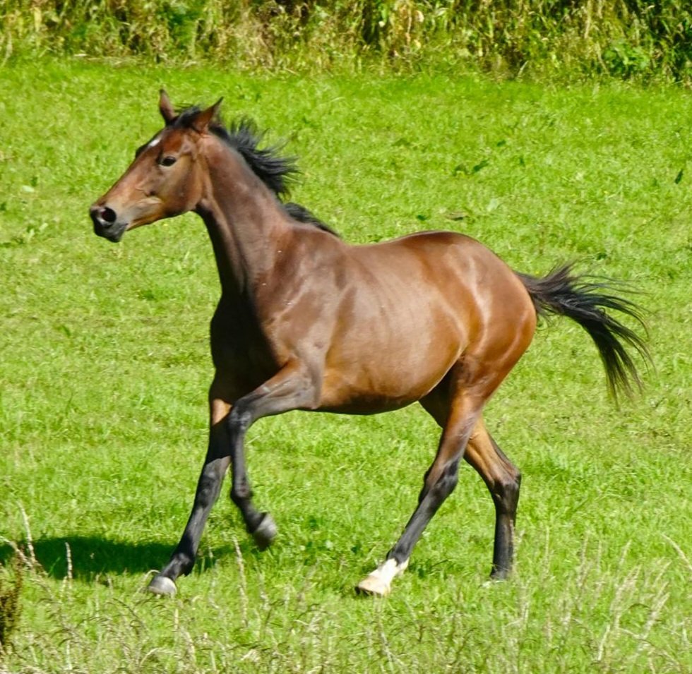 Jonny Allison (@jonnyhorses) on Twitter photo Starfire Forlonge 2 yr old filly from Asterion Forlonge family bought and reared <a href="/ValentineBStock/">Valentine Bloodstock</a> enjoying the summer. Jumps end 2026 <a href="/jamiesnowden/">Jamie Snowden</a> Starfire Forlonge 2 yr old filly from Asterion Forlonge family bought and reared <a href="/ValentineBStock/">Valentine Bloodstock</a> enjoying the summer. Jumps end 2026 <a href="/jamiesnowden/">Jamie Snowden</a>