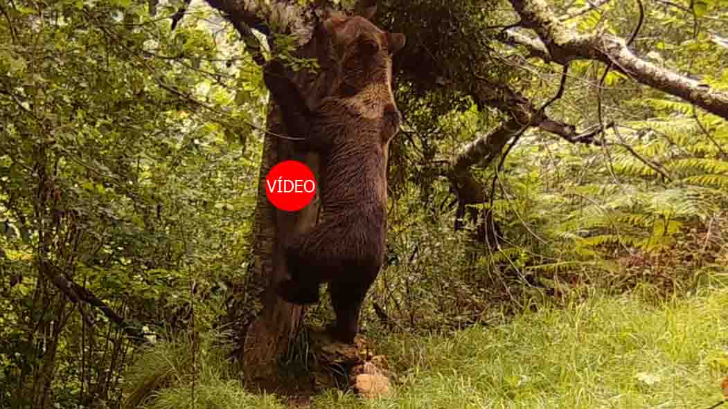 FAPASSPAIN's tweet image. COMIENDO CEREZAS
Estamos en plena temporada de producción de cerezas en las montañas del norte de la cordillera Cantábrica, la primera fruta disponible para el oso pasado el invierno.
fapas.es/noticias/comie…