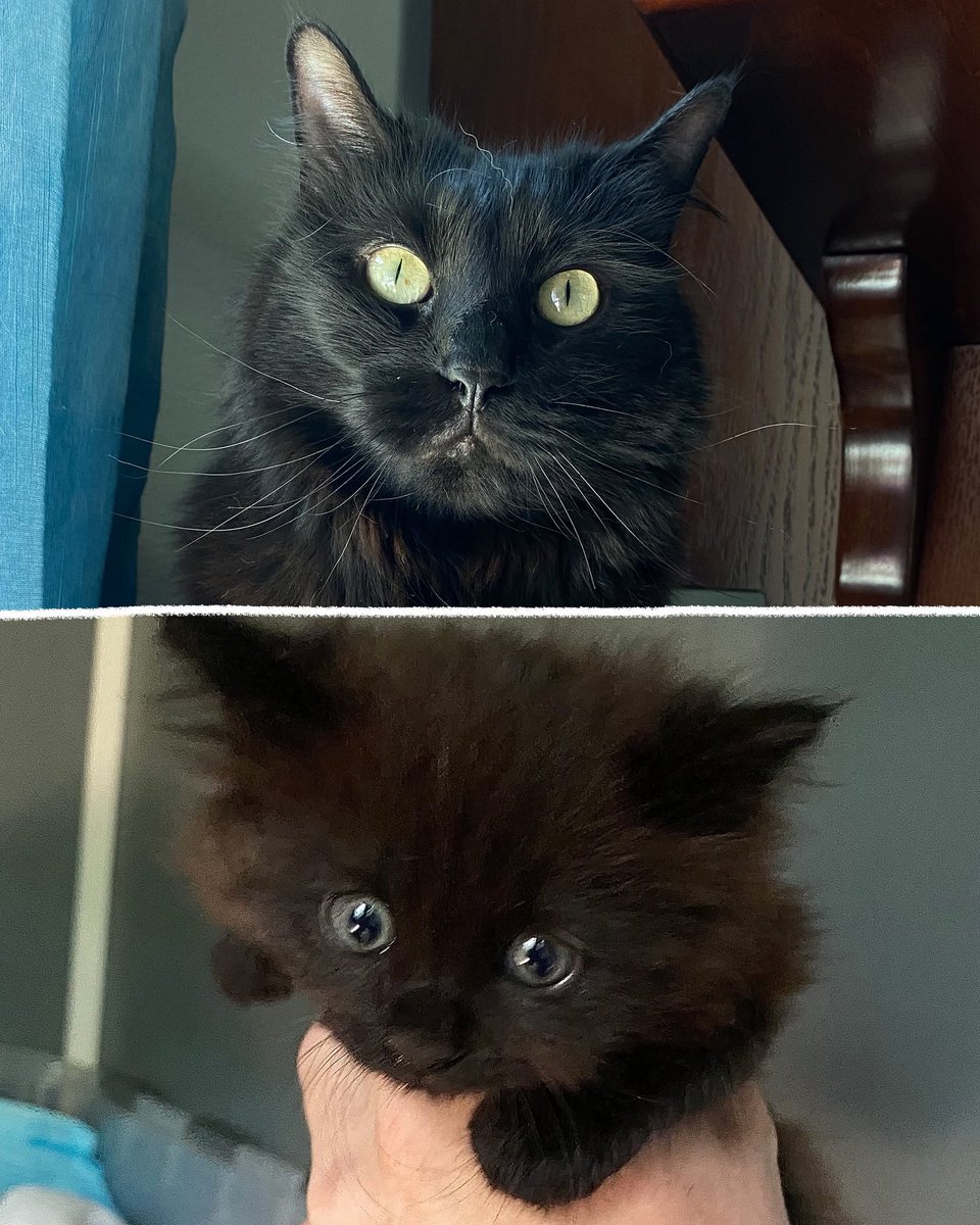 ColeTheBlackCat's tweet photo. The first pic we took of Maz after rescuing her from underneath a trailerโฆ and today! ๐๐ค
#ThenAndMeow #BlackCat #TooCuteTuesday #cats #Kittens https://t.co/wkU9X6ygaU