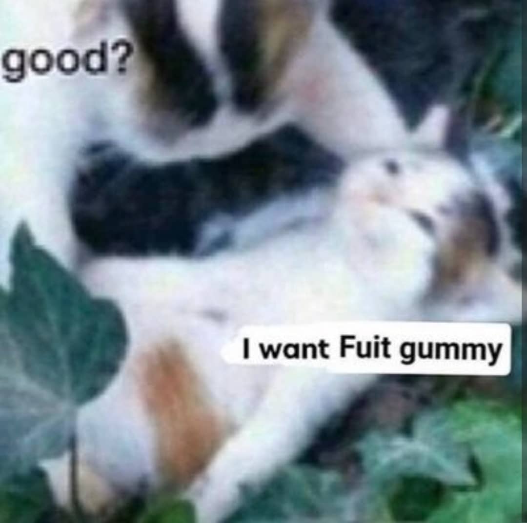 PunchingCat's tweet photo. https://t.co/HPQBVxpWZO