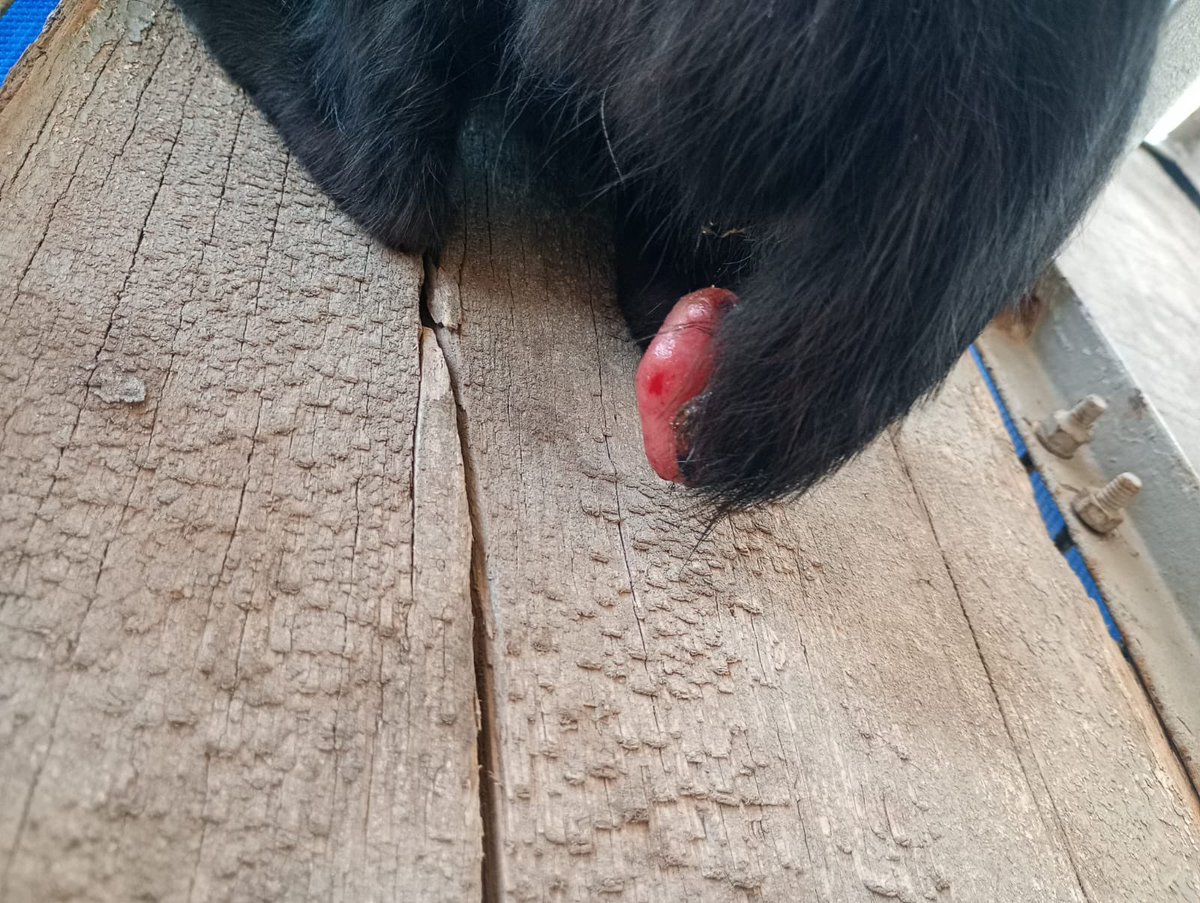 RescatDog's tweet photo. La gente está llena de maldad.
El ocio y los nulos valores hacen que sean agresores potenciales .le pusieron un cohete en su cola , lo mandaré a https://t.co/Yhjar0W6I3 apoyas? 
Caso https://t.co/ae0Z1XJjp8 a animallpet, Dra Griselda Ledezma 
Donativos : https://t.co/N3VecdqMYJ https://t.co/wX6XeiUTHj