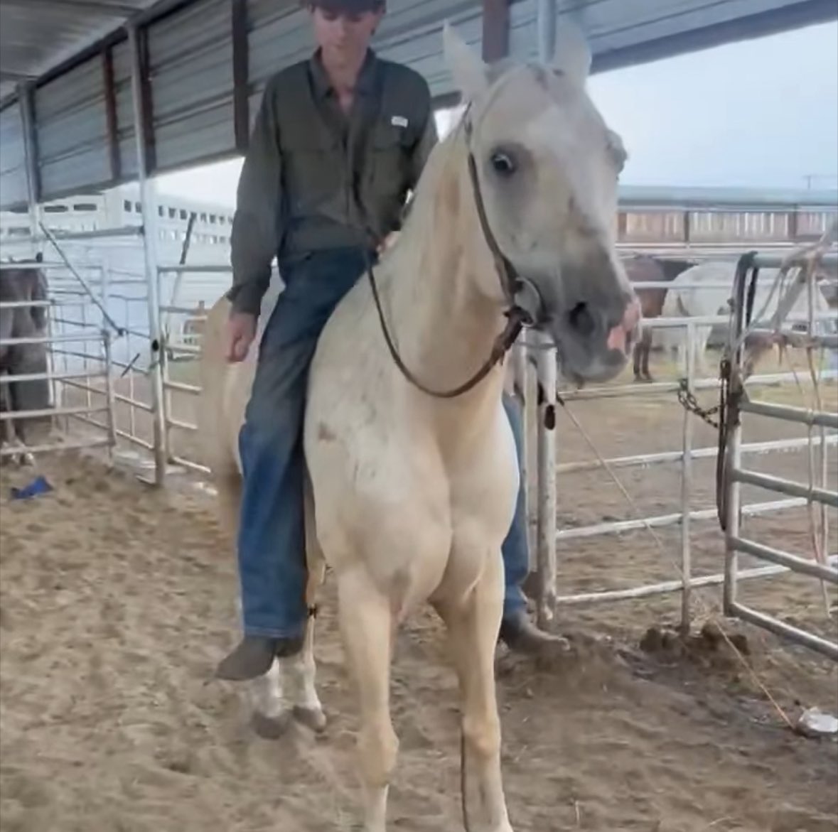 DEADLINE AT 5pm CST!! 

Daisy quickly needs our help!! She has placement with our friends in Arkansas but her deadline is quickly approaching! She was already held over last week and there is no more extensions!! You can save a life with a tax deductible donation!!