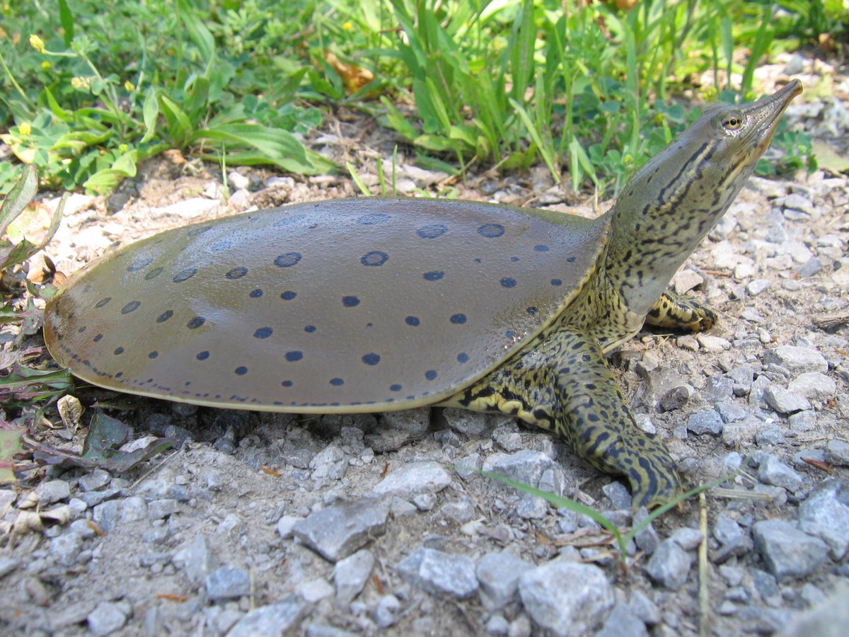 U.S. Fish and Wildlife Service (@usfws) on Twitter photo Behold: the spiny softshell turtle.
This pancake gets its name from the little spines near the front edge of its leathery shell. That long nose? Perfect for sticking just above the water’s surface like a breathing straw while the rest of the turtle hides below.
📸USFWS Behold: the spiny softshell turtle.
This pancake gets its name from the little spines near the front edge of its leathery shell. That long nose? Perfect for sticking just above the water’s surface like a breathing straw while the rest of the turtle hides below.
📸USFWS