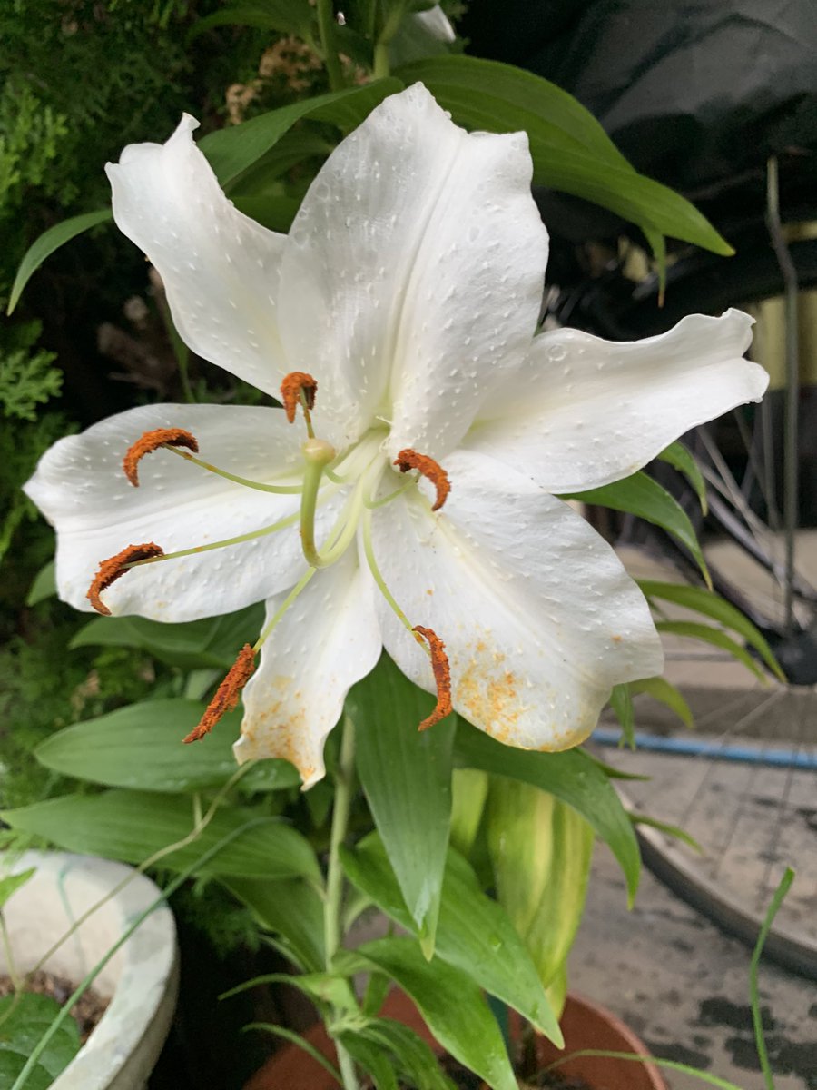あと２輪咲きそうです♪今日は近所の草取り、木の剪定を頼まれたので、暑くなる前にやっつけたいなぁ〜。漢は質実剛健、剛毅朴訥、清く美しくありたいものですね♪