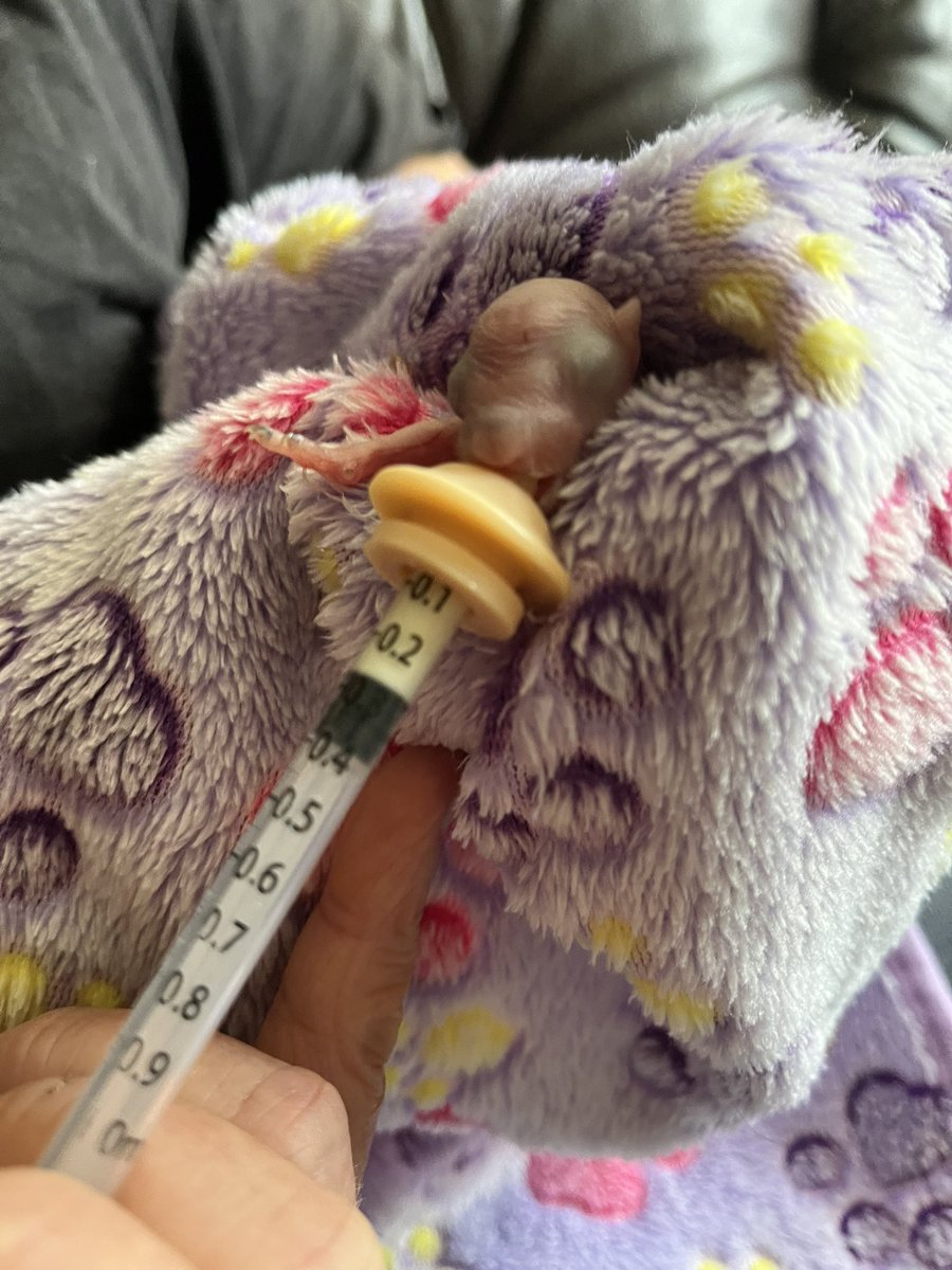 AllumPaul's tweet image. Dinner time 🩶🐿️🐿️🐿️🐿️ hitchinsquirrelrescue.co.uk