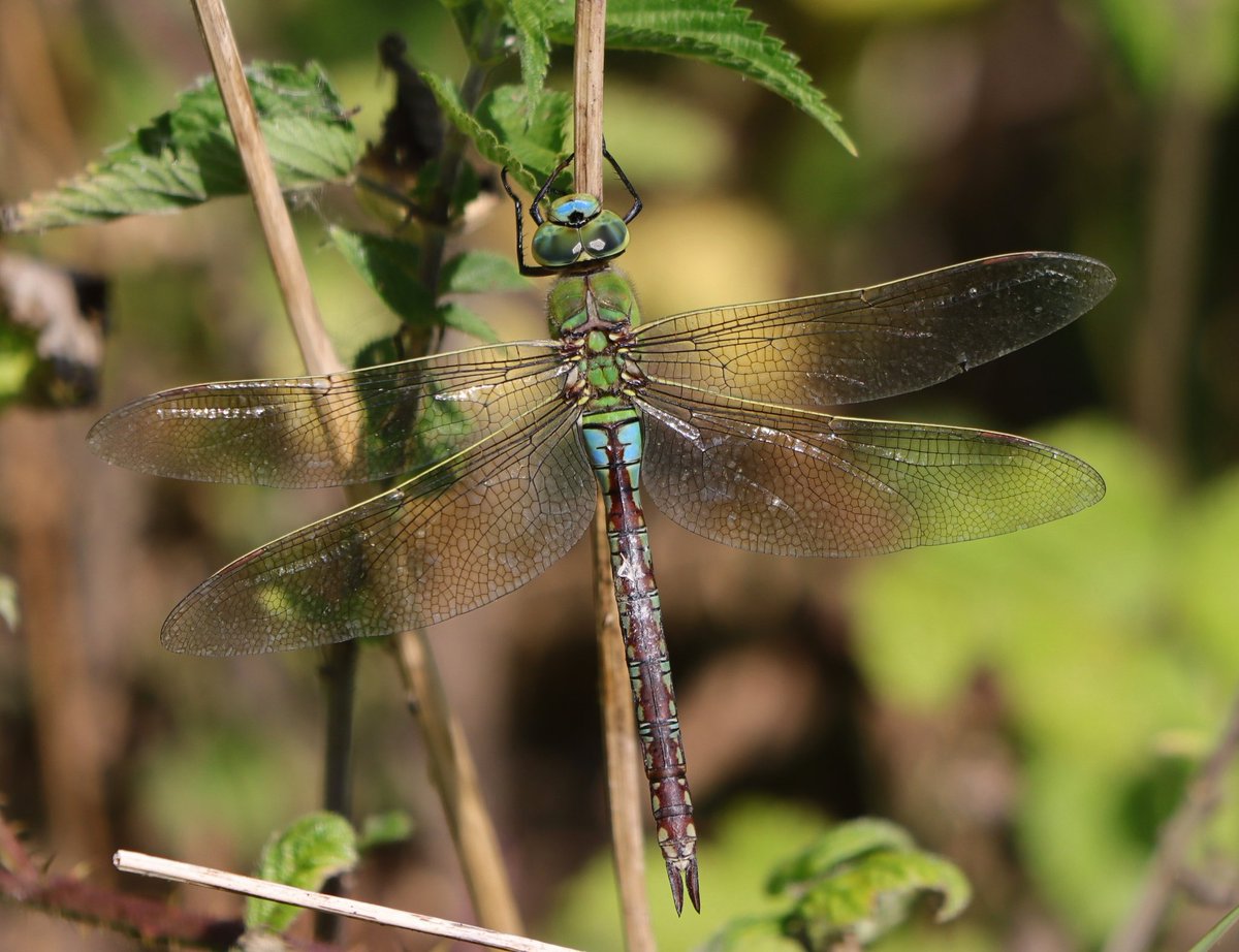 Tony Stanford (@tstanford3722) on Twitter photo Emperor Dragonfly today at Summer Leys NR. <a href="/wildlifebcn/">The Wildlife Trust for Beds, Cambs & Northants</a> <a href="/Natures_Voice/">RSPB</a> <a href="/NatureUK/">NatureUK</a> <a href="/Britnatureguide/">The British Nature Guide</a> #NaturePhotography Emperor Dragonfly today at Summer Leys NR. <a href="/wildlifebcn/">The Wildlife Trust for Beds, Cambs & Northants</a> <a href="/Natures_Voice/">RSPB</a> <a href="/NatureUK/">NatureUK</a> <a href="/Britnatureguide/">The British Nature Guide</a> #NaturePhotography