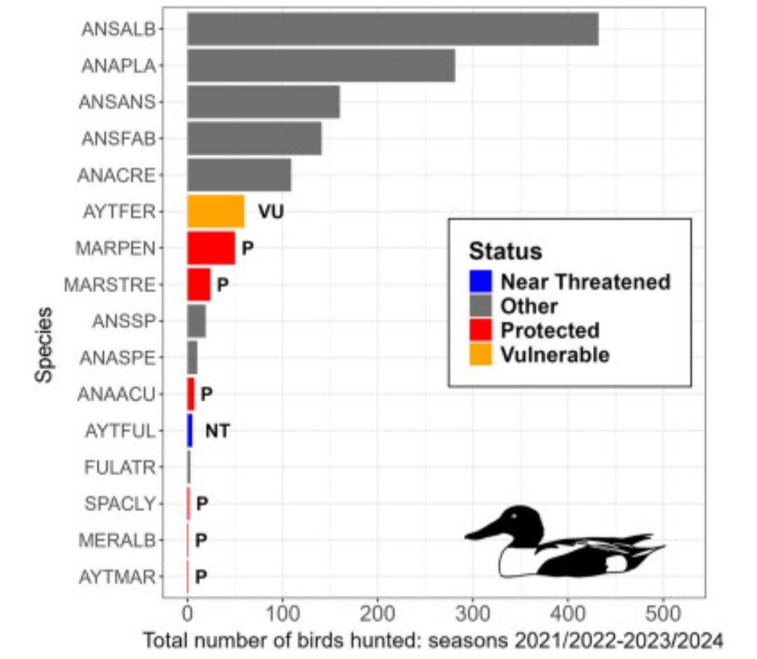 Nowe badania: na jeziorze Miedwie, blisko połowa zabijanych przez myśliwych gatunków ptaków to gatunki chronione! Trudno jest mówić tu o jakiejś GOSPODARCE łowieckiej skoro polowanie polega na strzelaniu do czegokolwiek, co leci... Szkoda tych rzadkich zwierzaków zabijanych dla