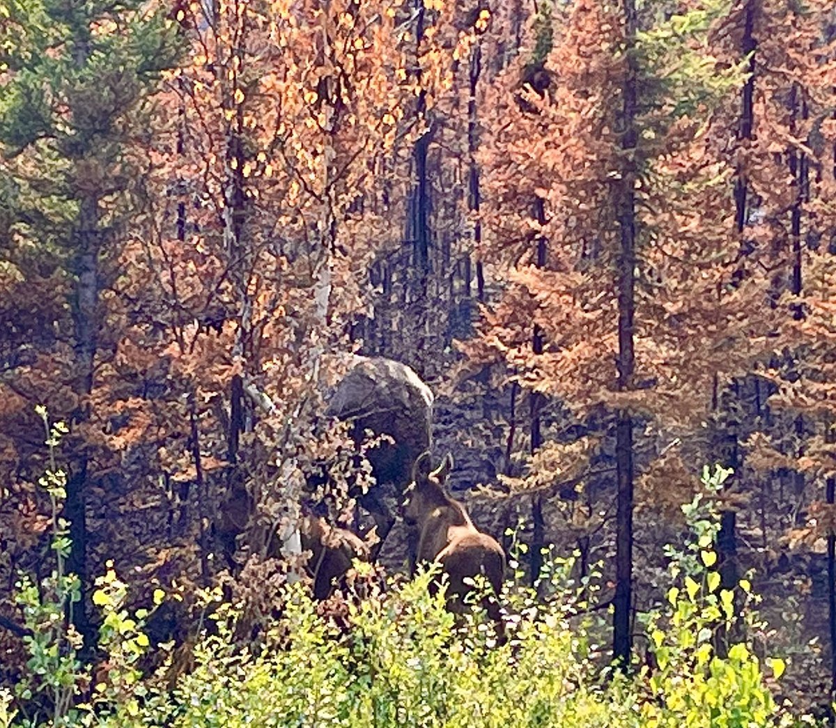 Making sure observe the moments each day to enjoy the wildlife and how amazing and special Alaska really is. The Moose all have babies with them right and it’s fun to watch these young animals find their legs and try so hard to not be so awkward 😆